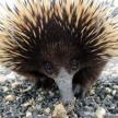 Billy the Echidna