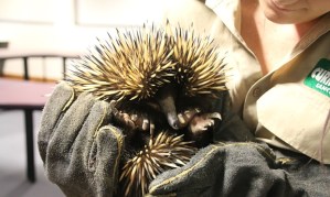 Piggie the Echidna
