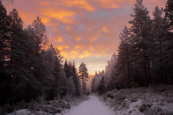 15_Katie_Paterson_Future_Library