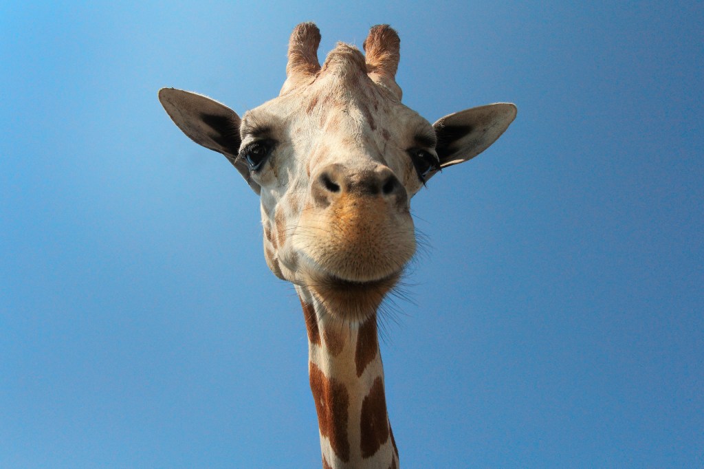 It’s true – there’s nothing in the rulebook that says a giraffe can’t play&nbsp;football